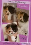 Pure Calico Persian