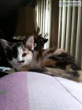 34 Persian kittens