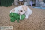 Adorable Maltese puppy for sale