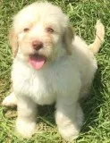 Goldendoodle Puppy For Sale