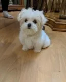 Intelligent AKC Reg. Maltese puppies for sale