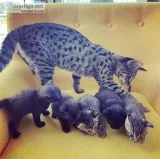 F4 savannah kittens