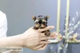 Teacup Yorkie Puppies Akc Registered