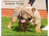 Donald trump for stud