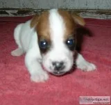 JACK RUSSELL TERRIER MALE PUPPY