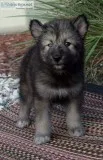 Wolf hybrid pups