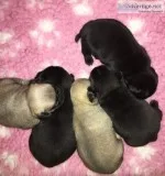 Adorable pug puppies for sale male n female