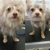 Pet grooming