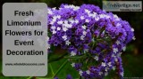 Purchase Fresh Limonium Flowers at Least Price