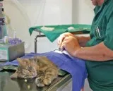 Leading Cat Spay  Dog Neuter Clinic in Mississauga
