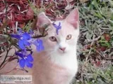 Lost cat