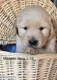 AKC Golden Retriever Puppies
