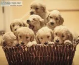 Goldendoodle Puppies