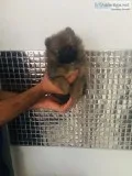 Beautiful Kc Reg Pom Pups