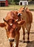 Two steer jerseys
