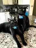 Missing black cats