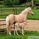 Mare and colt