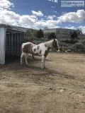 Paint Horse for Sale
