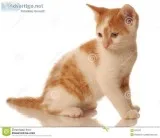 looking for a male kitten