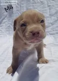 American bully Puppies