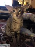 Oriental Male Kitten for sale