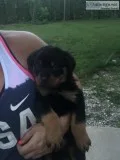 Rottweiler puppies