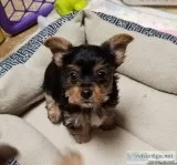 Yorkie puppies Tiny Akc