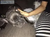 Pure Bred French BullDog