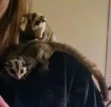 Two male sugar gliders  all supplies - Looking for a good home