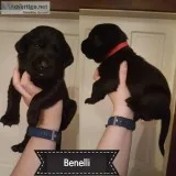 Labrador Retreiver puppies