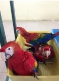 97224 OregonPortland Scarlet Macaw Parrots