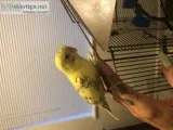 Love bird and Parakeet