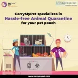 Looking for Pet Transportation in India &ndash Carrymypet