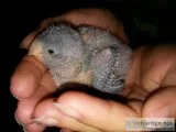 Blue quaker parrot