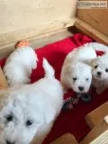 Healthy Male and Female Bichon fries puppies