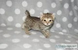 Pawsitively the best cat....Our Highlander kittens