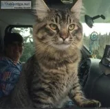 LOST CAT