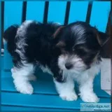 Striking AKC Tri-Color Parti Yorkie