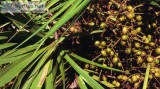 Saw Palmetto BerryThis is how to gain more Saw Palmetto Berry Ex