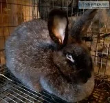 Silver Fox Rabbits breeding stock