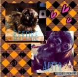 In Home Pet Grooming