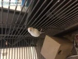 White Parakeet