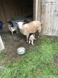 Registered Nigerian Dwarf Goat Kids