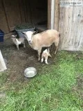 Registered Nigerian Dwarf Goat Kids