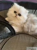 Silver and Golden Persians LHE Kittens
