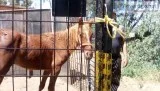 Tennessee Walker thoroughbred 2 year old stud