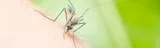 Mosquito Control and Treatment Service in Burr Ridge  Lupfer Lan