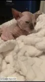 Sphynx kittens