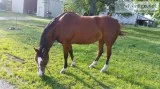 Registered Quarter Horse