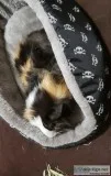 Little Guinea pig needs home